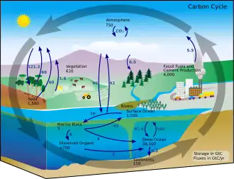 Diagramme du cycle du carbone.