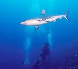 Requin nageant au-dessus d'un plongeur.