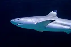 Un requin avec une gueule émoussée et des marques noires distinctives sur ses nageoires pectorales et dorsales, sur un arrière plan entièrement noir