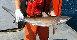 Requin de sable dans les mains d'un pêcheur