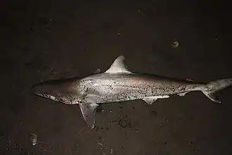 Description de l'image Carcharhinus porosus sorona.jpg.