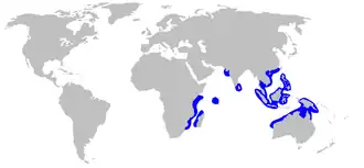 Description de l'image Carcharhinus_sealei_distmap.png.