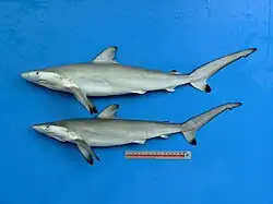 Requins à queue tachetée