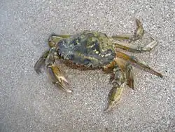 Carcinus aestuarii