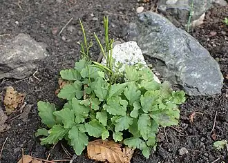 Description de l'image Cardamine chelidonia kz01.jpg.