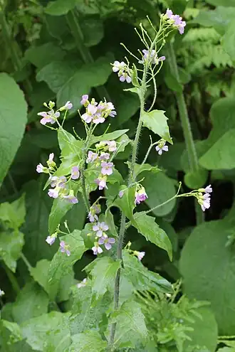 Description de l'image Cardamine_des_Cévennes (2).jpg.