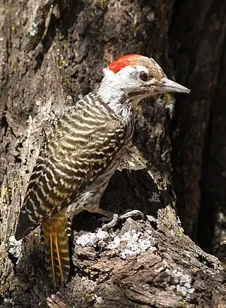 Description de cette image, également commentée ci-après