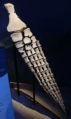 Membre postérieur de Cardiocorax mukulu exposé au Musée national d'histoire naturelle du Smithsonian.