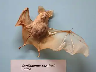 Description de l'image Cardioderma cor - Museo Civico di Storia Naturale Giacomo Doria - Genoa, Italy - DSC02562.JPG.