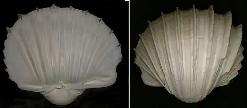 Description de l'image Cardium costatum.jpg.