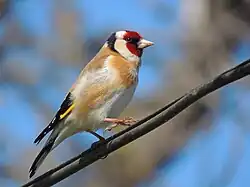 Chardonneret élégant.