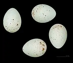 Œufs de Carduelis carduelis carduelis à Lambézellec - Muséum de Toulouse.