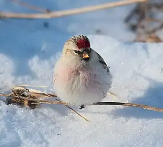 photo d'un petit oiseau blanc posé sur une brindille, sur fond de neige.