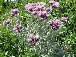 Chardon fausse carline