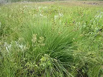 Description de l'image Carex aboriginum plant-5-26-04 in SW Idaho.jpg.