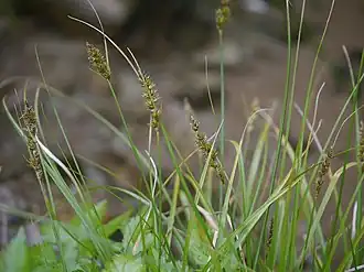 Description de l'image Carex albata minoborosg01.jpg.