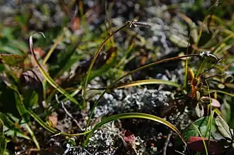 Description de l'image Carex argunensis-MW0034779-live-2.jpg.