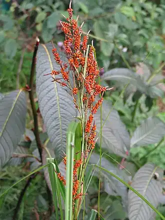 Description de l'image Carex baccans (15073950676).jpg.