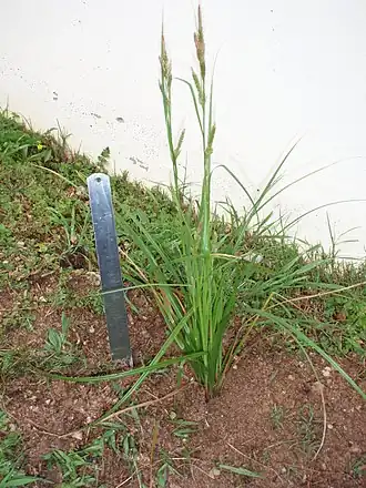 Description de l'image Carex bermudiana-00.JPG.