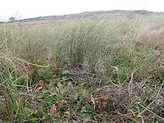 Description de l'image Carex bichenoviana habit ST2 (43478178912).jpg.
