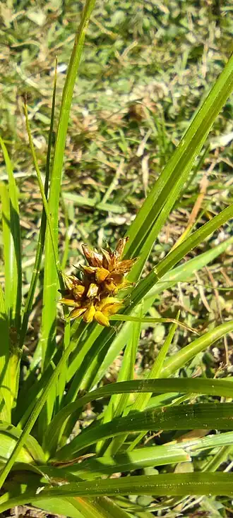 Description de l'image Carex bracteosa imported from iNaturalist photo 254522138 on 13 December 2023.jpg.
