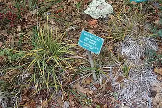 Description de l'image Carex brainerdii - Regional Parks Botanic Garden, Berkeley, CA - DSC04525.JPG.