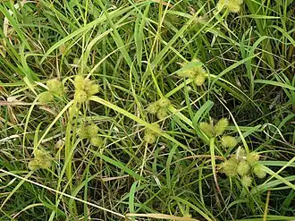 Description de l'image Carex capricornis 96160223.jpg.