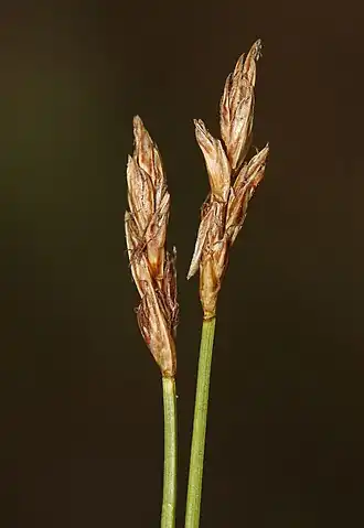 Description de l'image Carex chlorantha.jpg.