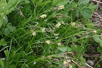 Description de l'image Carex ferruginea (Rost-Segge) IMG 3517.jpg.