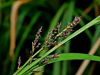 Description de l'image Carex filicina 170428145.jpg.