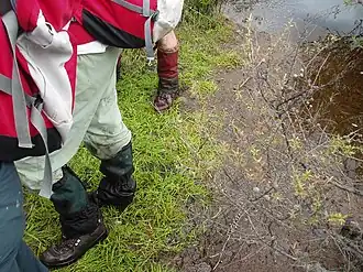 Description de l'image Carex gaudichaudiana Kunth (AM AK294590-1).jpg.