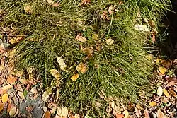 Description de l'image Carex inopinata.jpg.