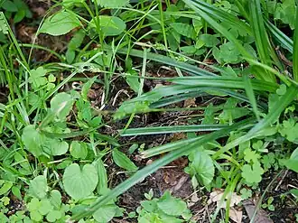 Description de l'image Carex insaniae hirobasg01.jpg.