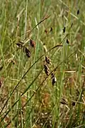 Laîche des tourbières(Carex limosa)