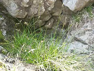 Description de l'image Carex mira sawahimesg06.jpg.