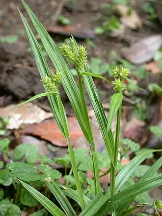 Description de l'image Carex mollicula himesirasg01.jpg.