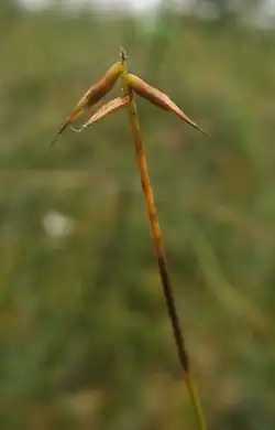 La laîche pauciflore.