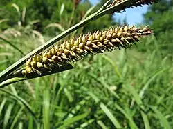 Inflorescence de Laîche des rives.