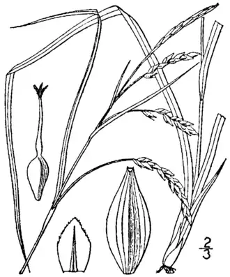 Description de l'image Carex venusta var. minor (as C. oblita) BB-1913.png.