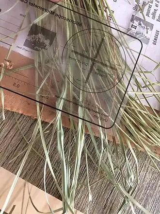 Description de l'image Carex wiegandii iNat-84101844.jpg.