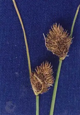 Description de l'image Carexathrostachya.jpg.