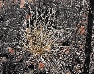 Description de l'image Carexcomansbronze.jpg.