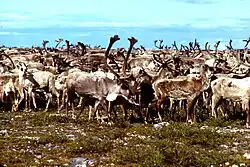 Population (un troupeau de caribou) - démécologie.