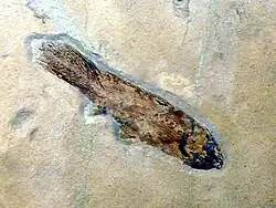 Caridosuctor populosum.