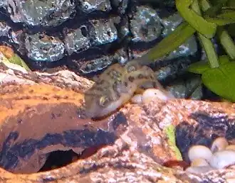 Description de l'image Carinotetraodon travancoricus 2.JPG.