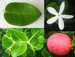 feuille, épines, fleur et fruit