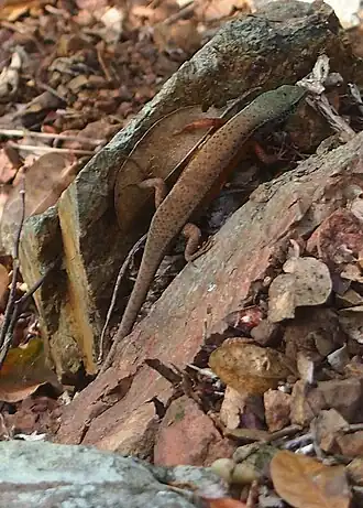 Description de l'image Carlia schmeltzii top.jpg.