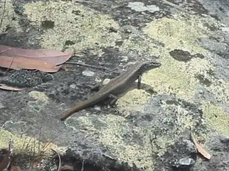 Description de l'image Carlia tetradactyla.jpg.