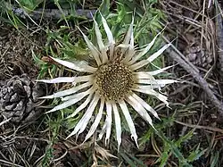 Carline acaule