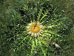 Carlina acanthifolia subsp. cynara (Pourr. ex DC.) Arcang., 1882
